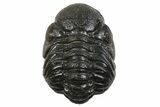 Long Partially Enrolled Austerops Trilobite - Morocco #296590-2